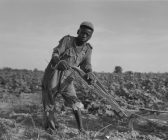 Shutterstock 242289253 1 168x140